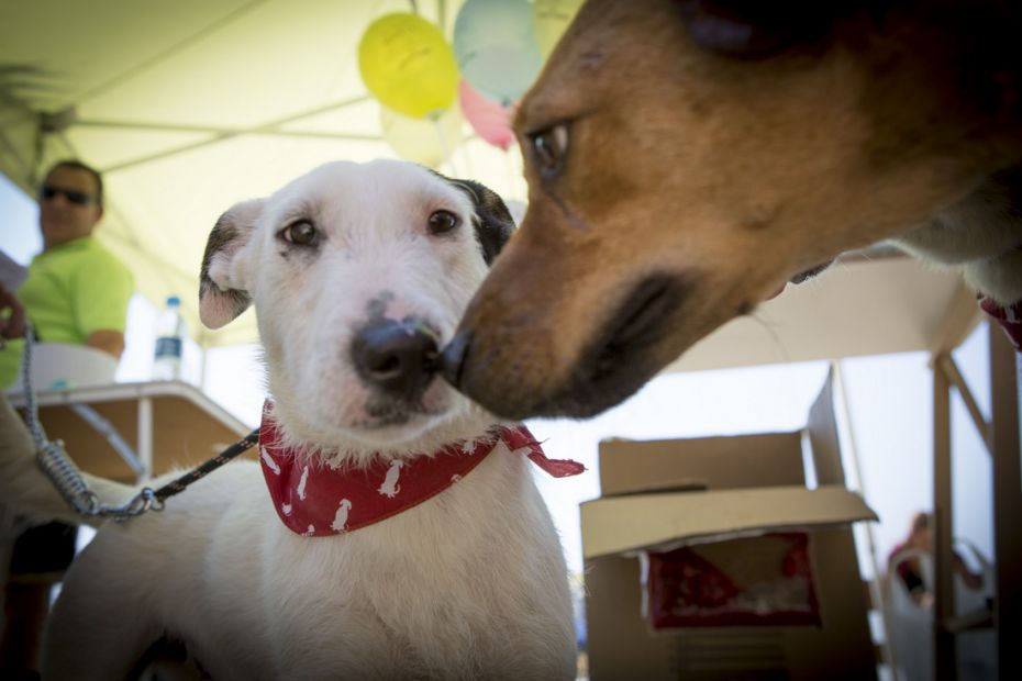 1433844006Desfilada Canina Solidaria 3.jpg